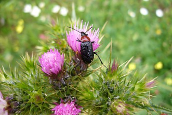 Heliotaurus ruficollis