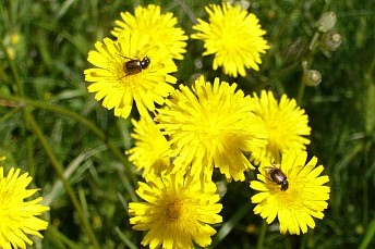 Paratriodonta alicantina