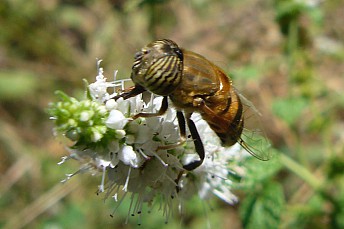 Abeja de ojos rayados