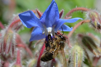 Abeja melífera común