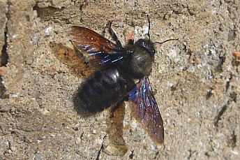 Abejorro de la madera (Xylocopa violacea)