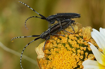 Agapanthia cardui apareándose