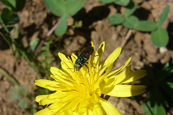 Anthaxia scutellaris