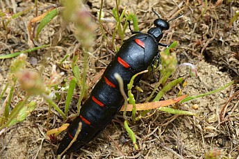 Berberomeloe majalis