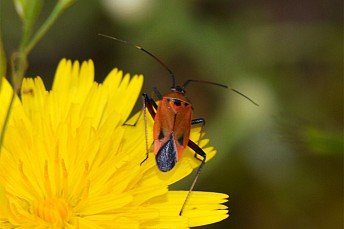 Brachycoleus triangularis