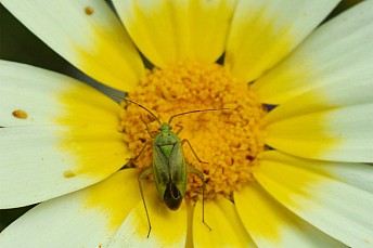 Calocoris norvegicus