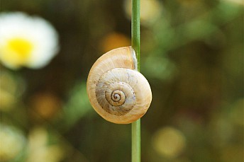 Caracol trepando