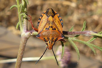 Carpocoris mediterraneus