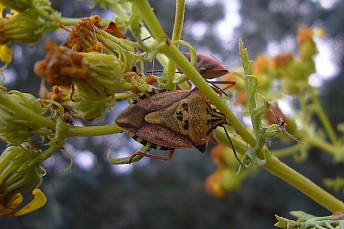 Carpocoris mediterraneus (2)