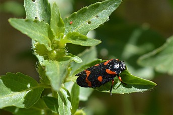 Cercopis arcuata