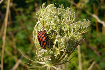 Chinche rayada (Graphosoma lineatum)