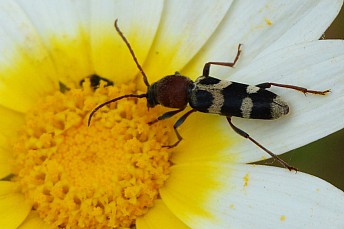 Chlorophorus trifasciatus