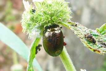 Chrysolina