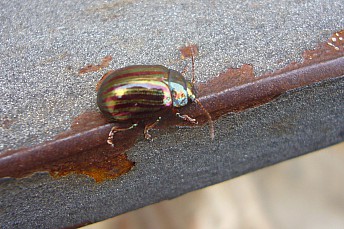 Chrysolina americana