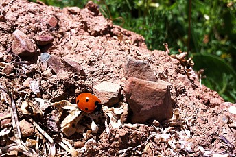 Coccinellidae Seotempunctata (2)