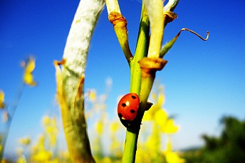 Coccinellidae Seotempunctata