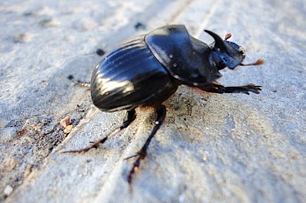 Copris Hispanus Escarabajo Rinoceronte 