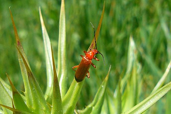 Coracero (Rhagonycha fulva)
