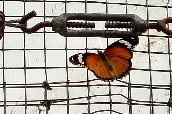Mariposa tigre (Danaus chrysippus)