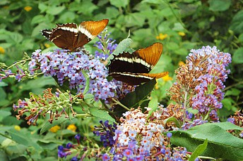 DSC00560