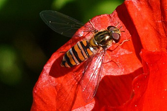 Mosca cernidora