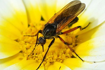 Empis opaca