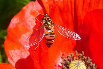 Episyrphus balteatus