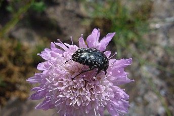Escarabajo del sudario (Oxythyrea funesta)