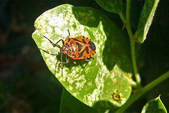 Eurydema ventralis y ninfa