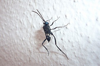 Evania appendigaster