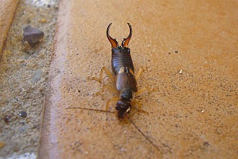 Forficula auricularia
