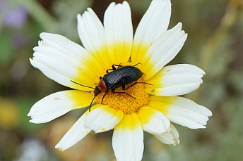 Heliotaurus ruficollis