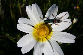 Heliotaurus ruficollis