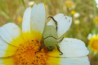 Hoplia chlorophana