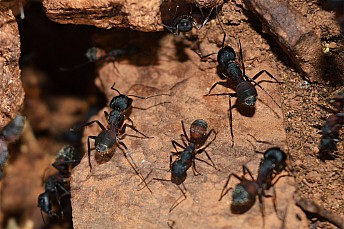 Hormigas