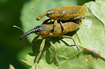 Lixus pulverulentus apareándose