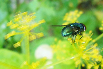 Lucilia cuprina