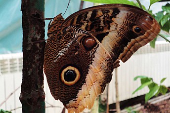 Mariposa Búho