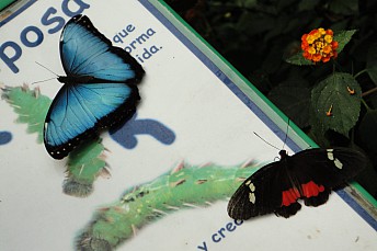 Morpho Menelaus azul y Heliconius Melpomene