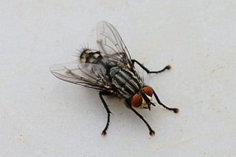 Mosca sarcophaga