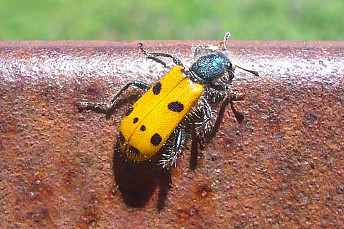 Mylabris quadripunctata