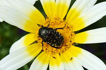 Oxythyrea funesta
