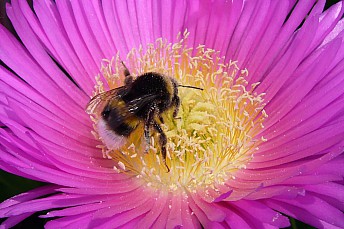 Bombus terrestris