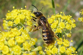 Abeja