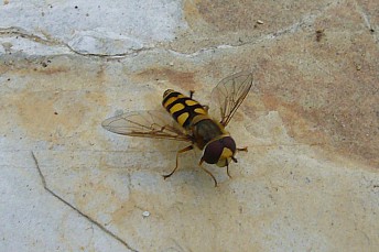 P1010160