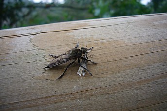 Erax barbatus