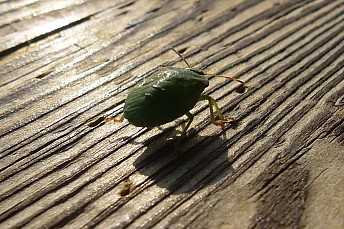 Chinche verde