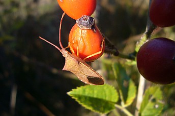 Coreus marginatus