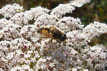 Sírfido (2)