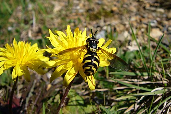 Dasysyrphus albostriatus